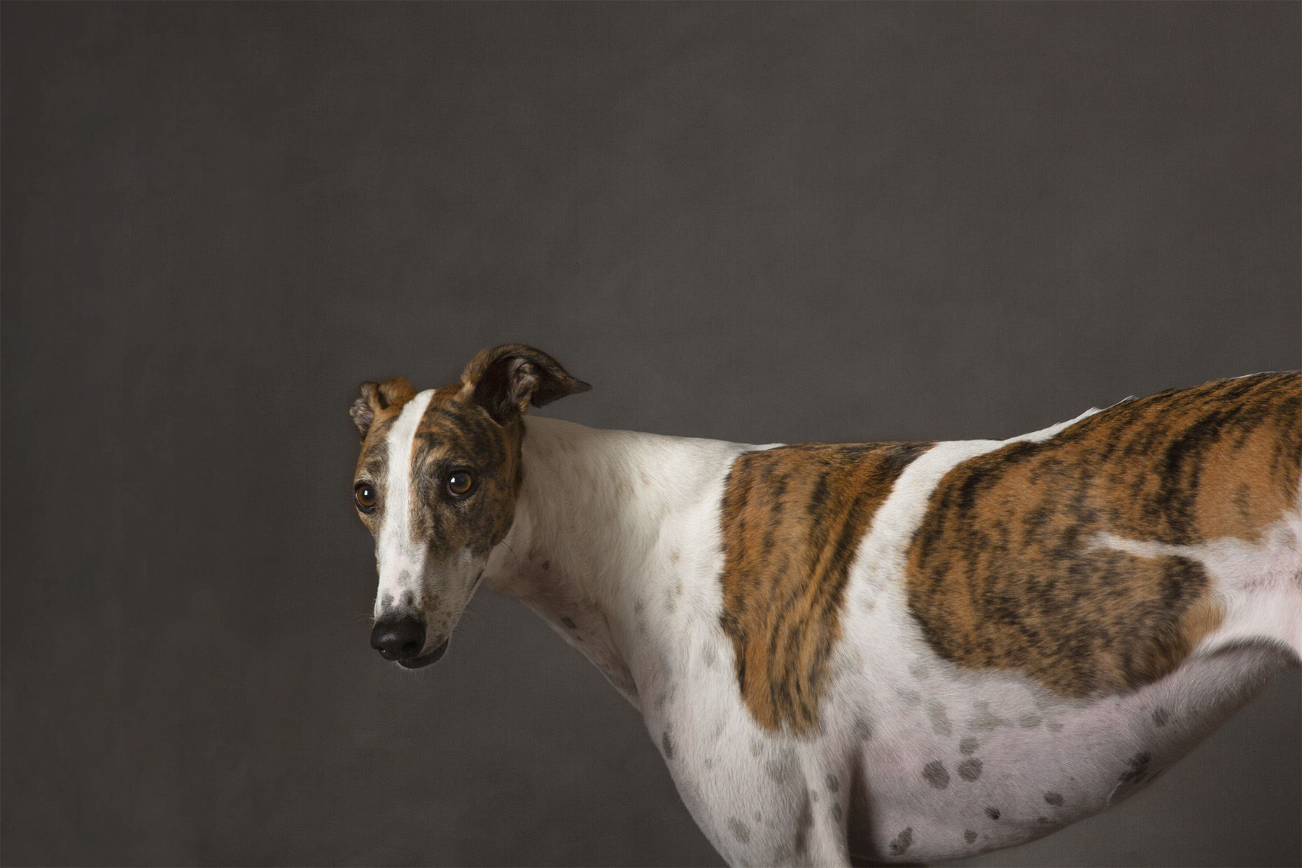 20210620_Greyhounds_025_CARevisedcopy